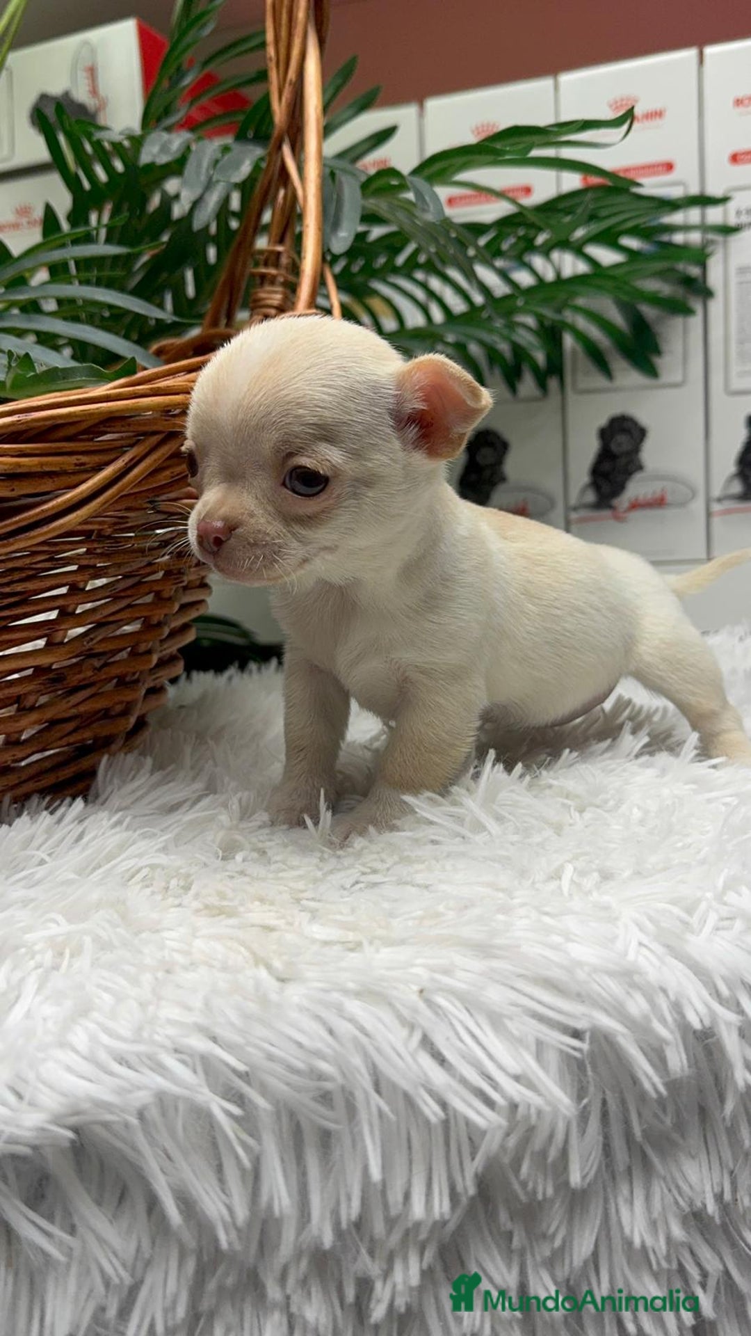 Chihuahua perros en venta: CHIHUAHUA HEMBRA - Anuncio 4