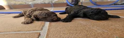 Perro de Agua Español perros en venta: Perros de agua Prao Toro 🤎🖤 - Anuncio 7