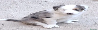 Border Collie 1