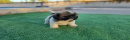Shih Tzu perros en venta: Cachorritos shih tzu - Anuncio 1