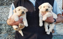 Labrador Retriever perros en venta: Cachorros de Labrador  - Anuncio 1