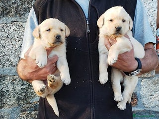 Labrador Retriever perros Cachorros de Labrador - Anuncio 1