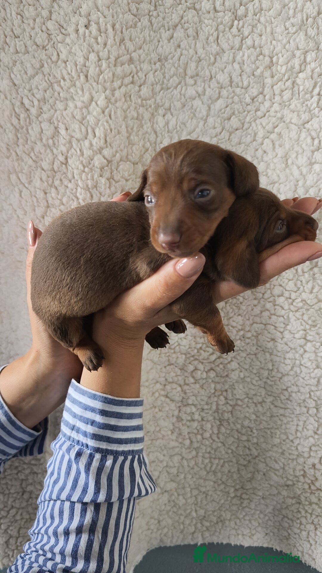 Teckel Miniatura perros en venta: Teckel Kanichen chocolate  - Imagen 5