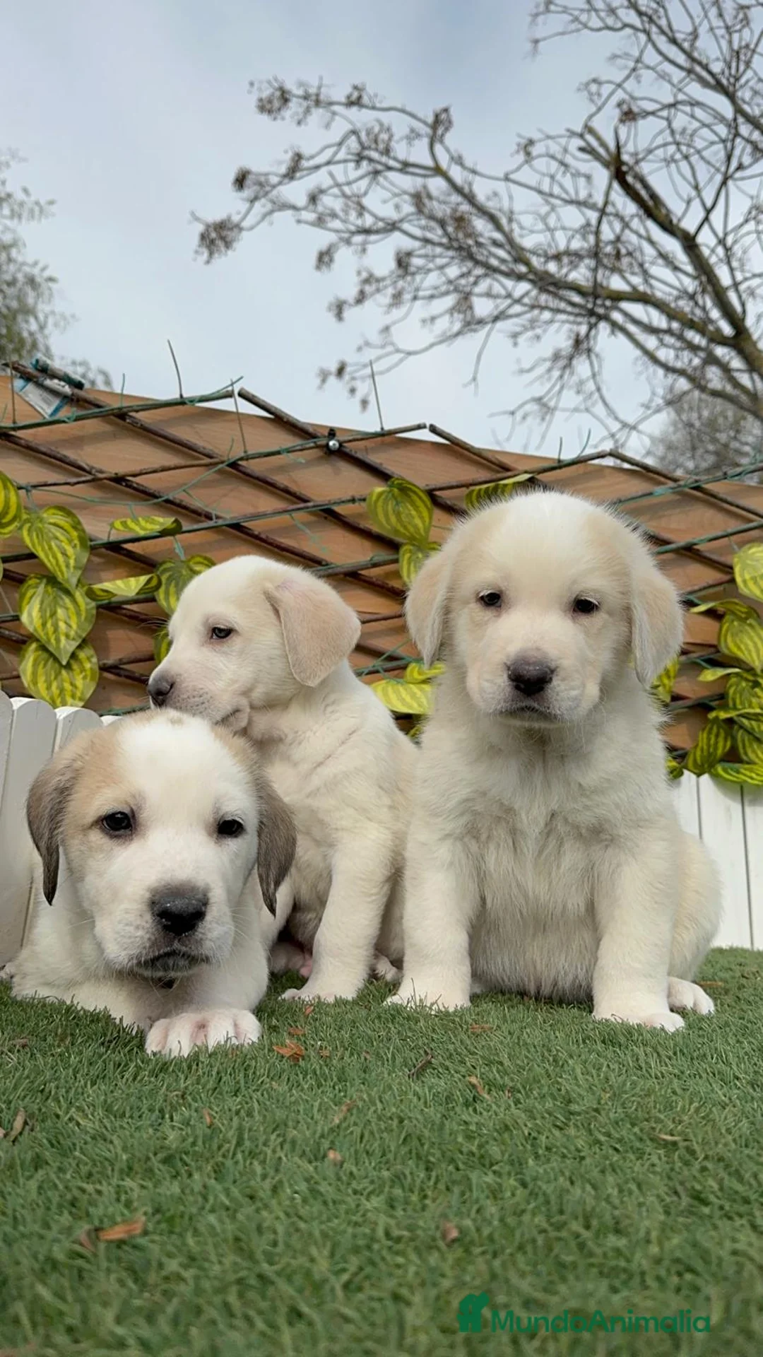 Mastín Español perros en venta: MASTIN ESPAÑOL MACHO - Anuncio 8