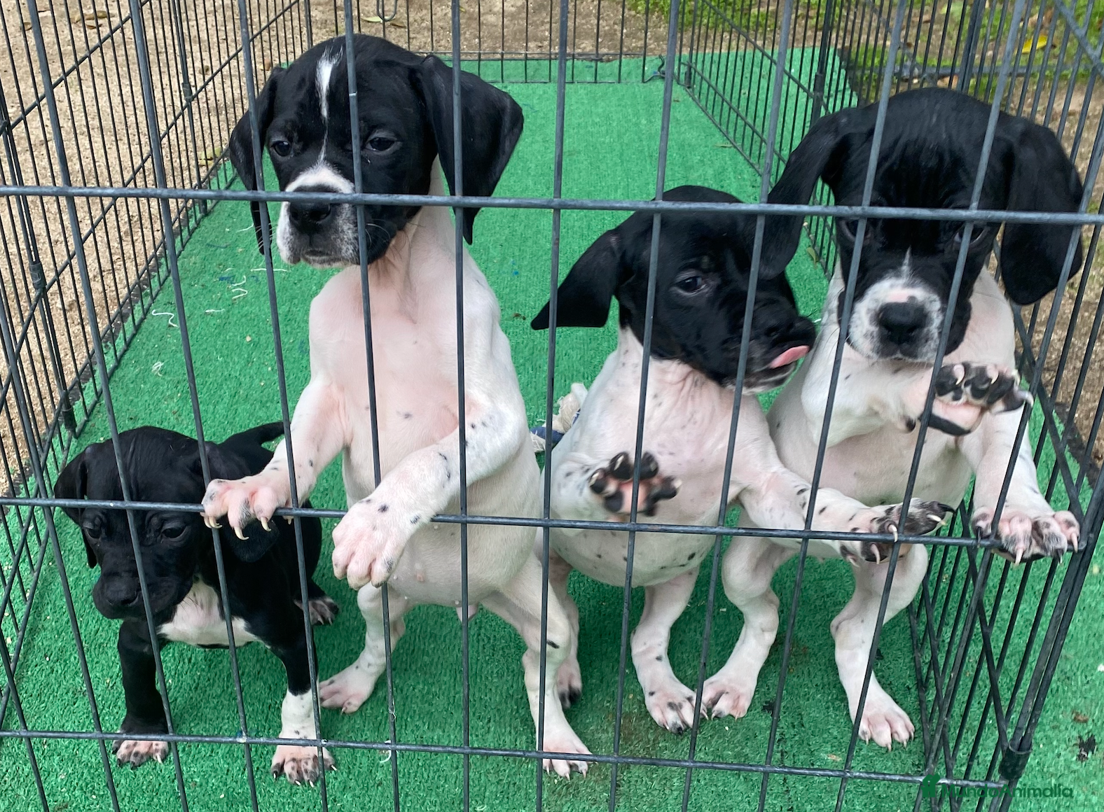 Pointer perros Cachorros de pointer con pasión de caza - Anuncio 1