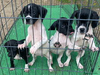 Pointer perros Cachorros de pointer con pasión de caza - Anuncio 7