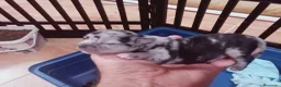 Chihuahua perros en venta: Camada Kiwi chihuahua  - Anuncio 6