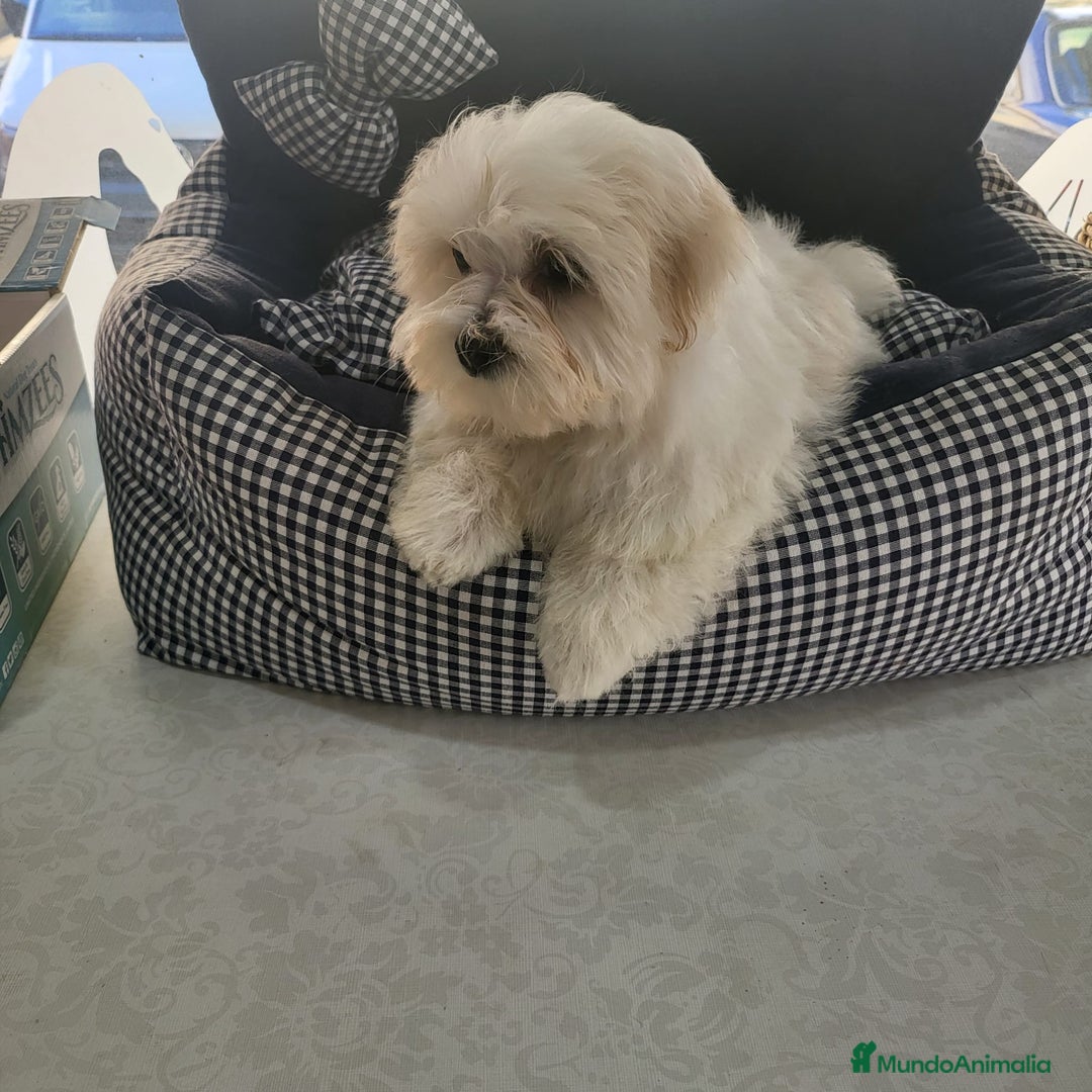 Maltipom perros en venta: Maltipoo toy  - Anuncio 6