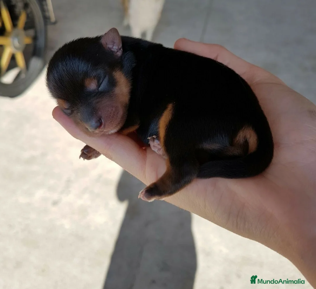 Yorkshire Terrier perros en venta: Yorkshires  - Anuncio 4