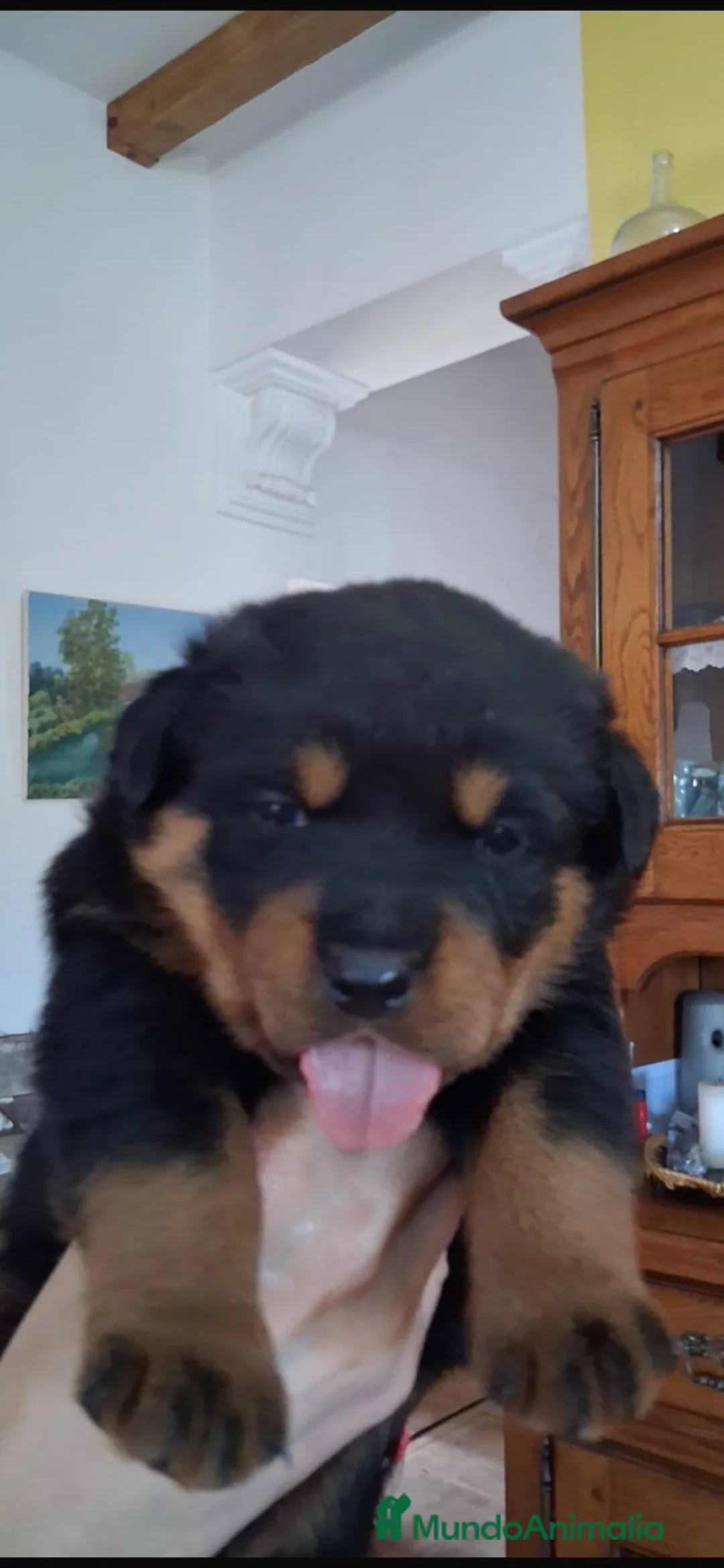 Rottweiler perros en venta: Rottweiler  - Anuncio 2
