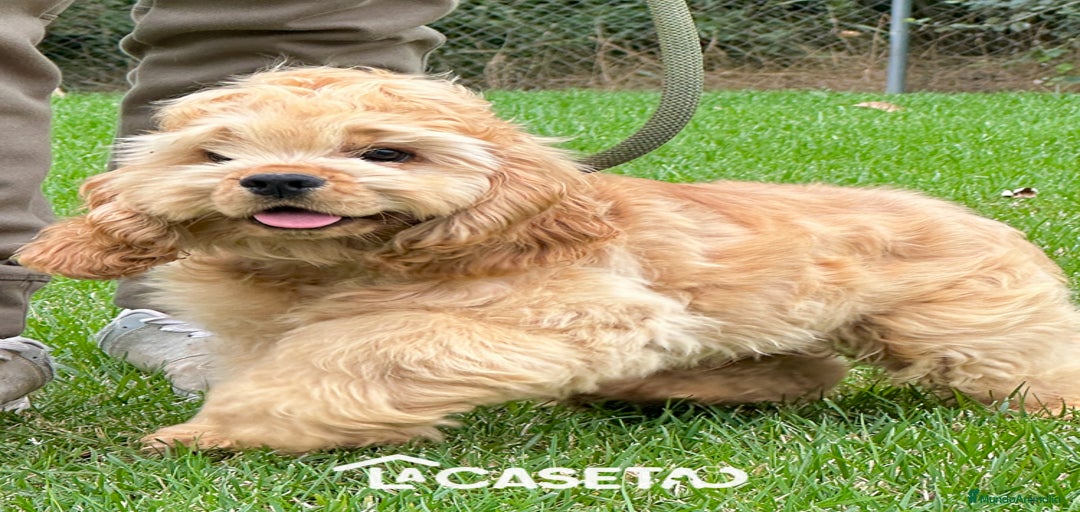 Imagen de galería {{count}}