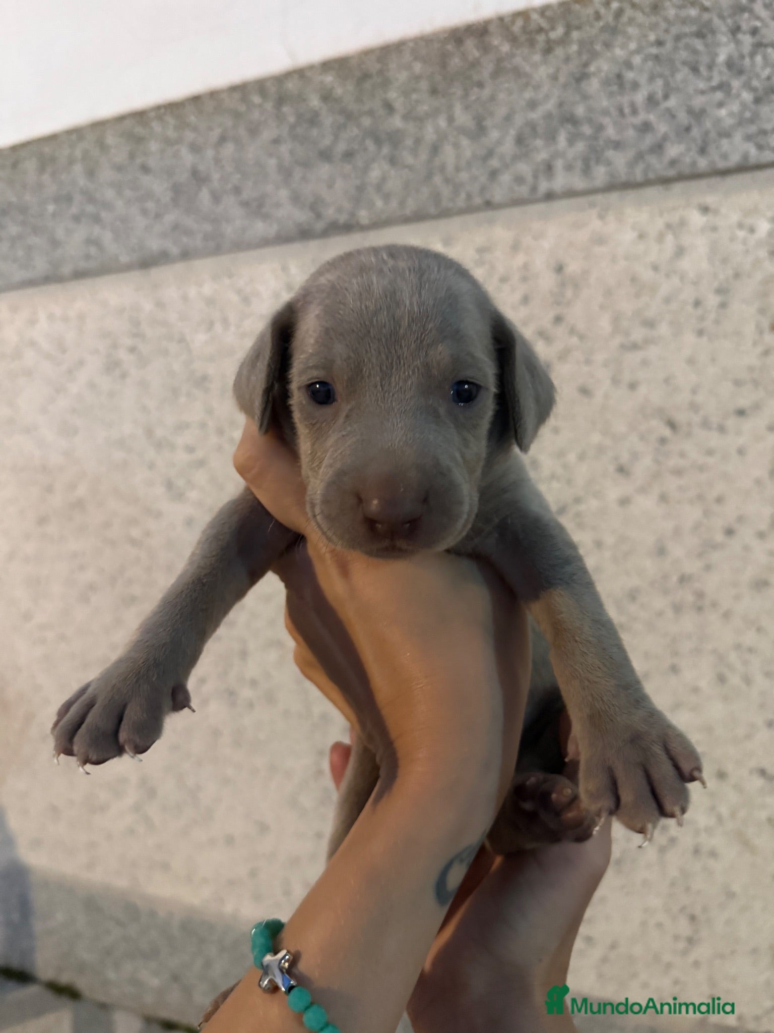Weimaraner perros 🐾 BRACO DE WEIMAR – CAMADA EXCLUSIVA 💎 - Anuncio 1