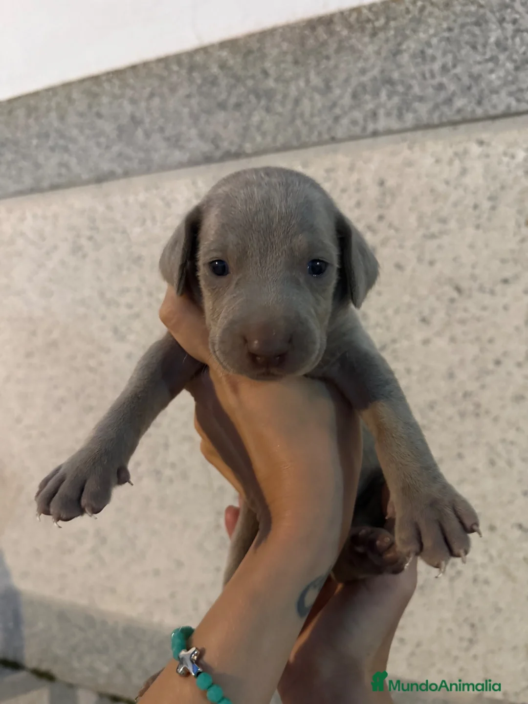 Weimaraner perros en venta: 🐾 BRACO DE WEIMAR – CAMADA EXCLUSIVA 💎 - Anuncio 1