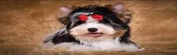 Biewer Yorkshire Terrier a la Pom Pon perros en venta: Biewer con pedigree de la mejor calidad - Anuncio 6