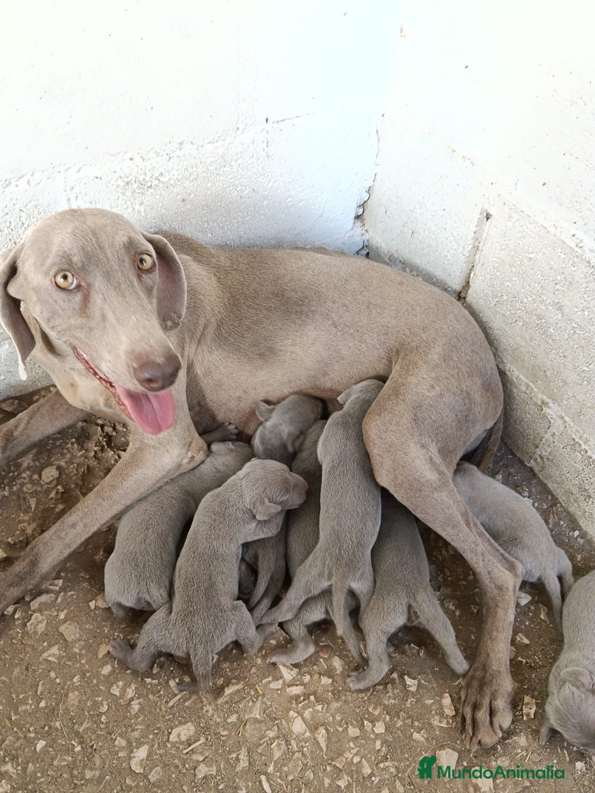 Weimaraner perros Bracos de Weimar 🐶🐾 - Anuncio 1