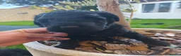 Perro de Agua Español perros en venta: PDA 🖤🖤 en Asturias - Anuncio 3