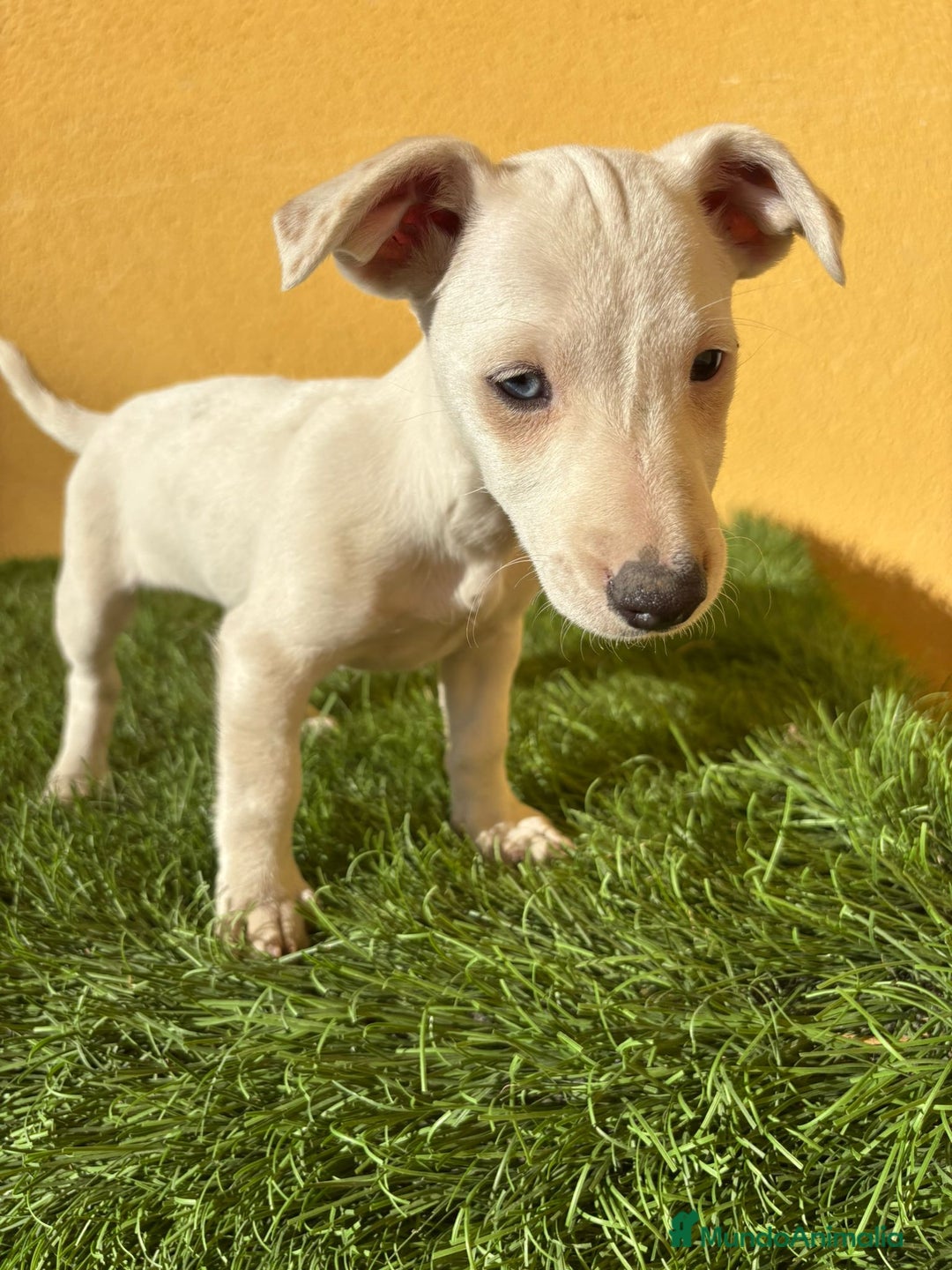 Jack Russell Terrier perros en venta: Camada de Jack Russell de pata corta  - Imagen 21
