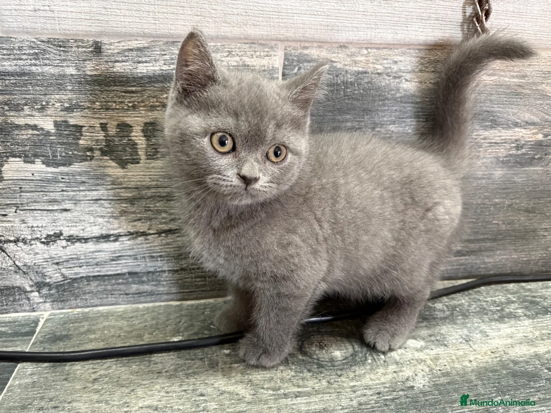 Británico de Pelo Corto gatos en venta: British shorthair - Anuncio 1