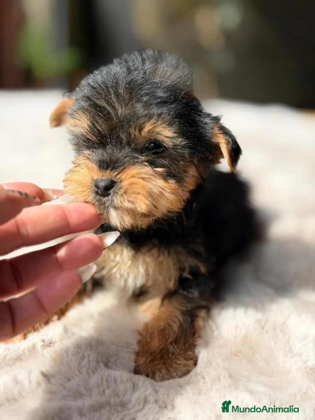 Yorkshire Terrier perros en venta: CAMADA YORKSHIRE TERRIER DISPONIBLE - Anuncio 2