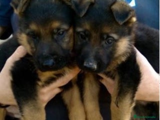 Pastor Alemán perros IMPRESIONANTES PASTORES ALEMANES en Murcia - Anuncio 1