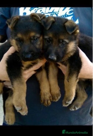 Pastor Alemán perros IMPRESIONANTES PASTORES ALEMANES en Murcia - Anuncio 1
