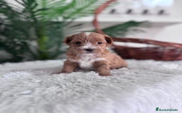 Maltipoo perros en venta: MALTIPOO - Imagen 4