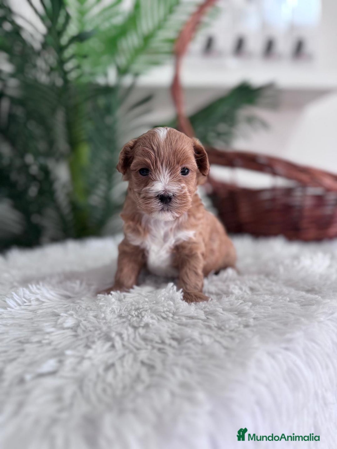 Maltipoo perros en venta: MALTIPOO - Imagen 4