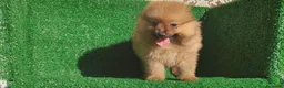 Pomerania perros en venta: Pomerania  - Anuncio 17