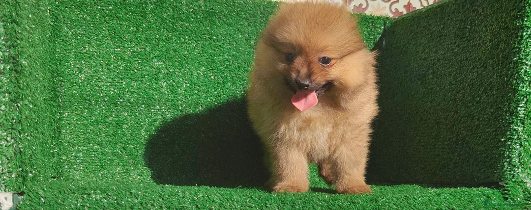 Pomerania perros en venta: Pomerania  - Anuncio 17