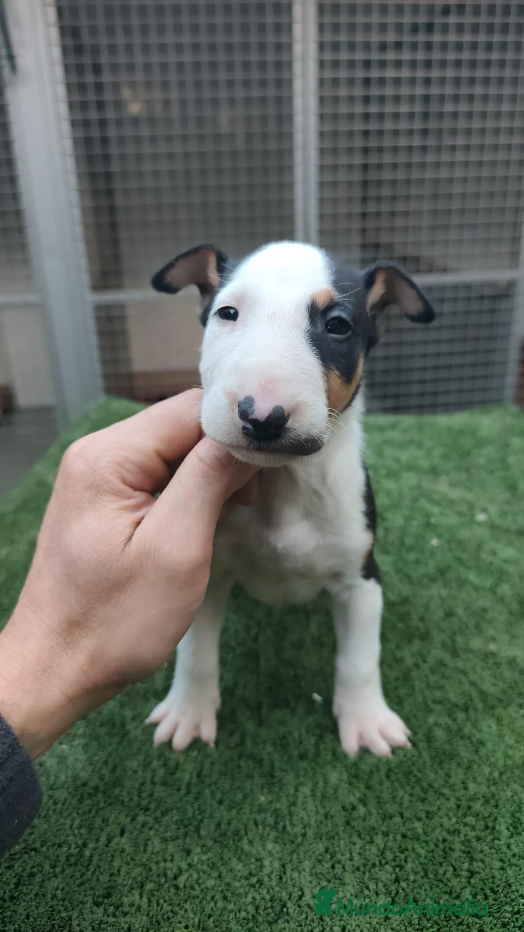 Bull Terrier perros en venta: Disponible Machos de Bull Terrier - Anuncio 1