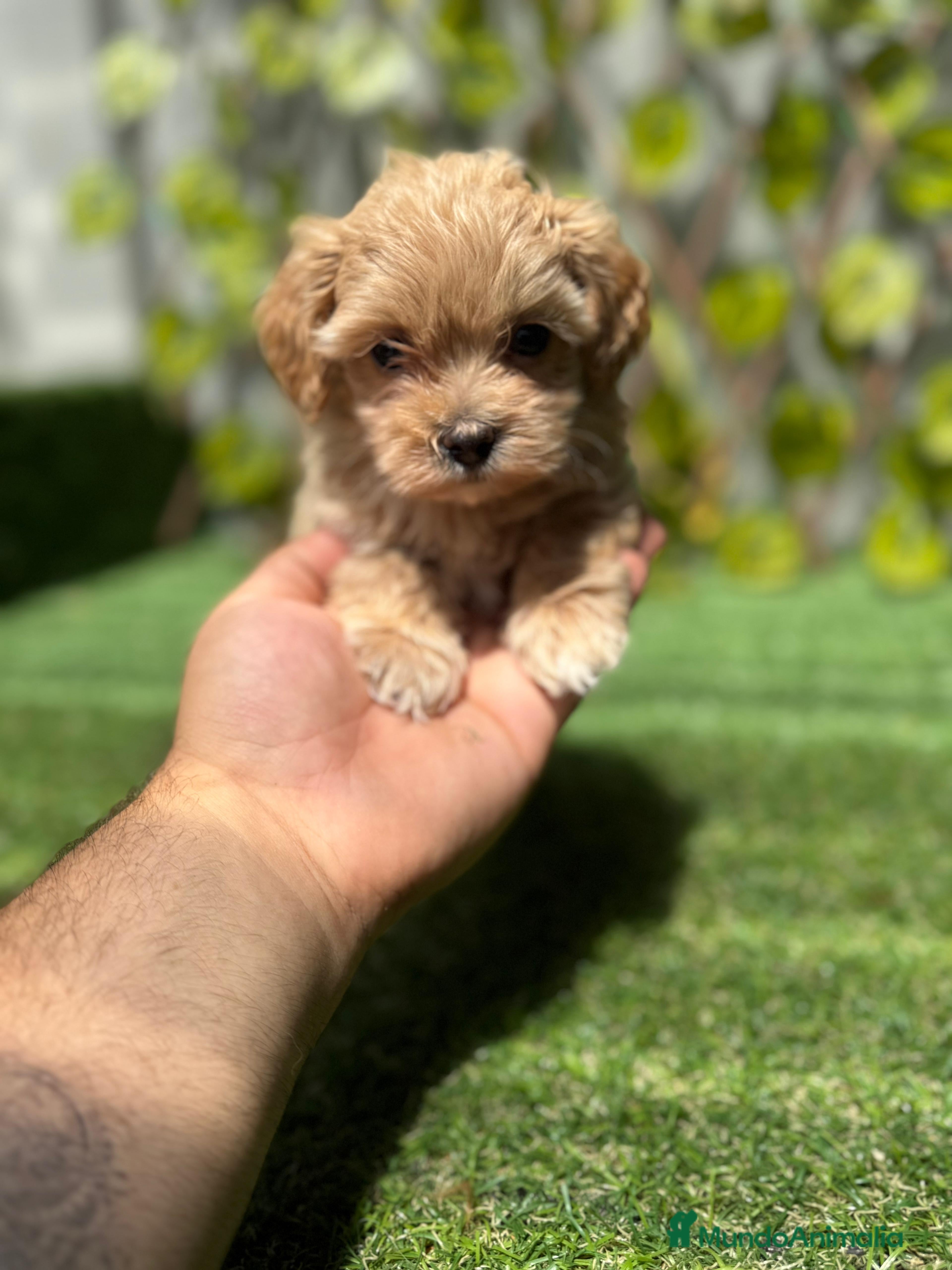 Maltipoo perros Comprar Maltipoo  - Anuncio 1