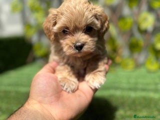 Maltipoo perros - Anuncio 20