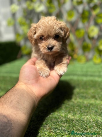 Maltipoo perros - Anuncio 18