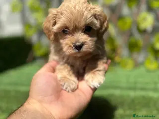 Maltipoo perros Comprar Maltipoo - Anuncio 27