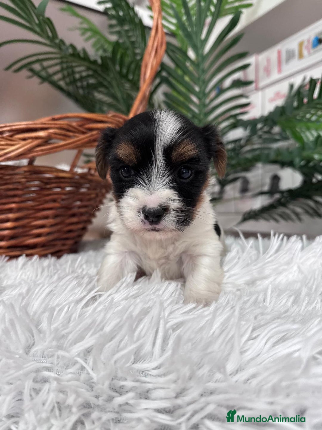 Yorkshire Terrier perros en venta: YORKSHIRE BIEWER - Anuncio 4