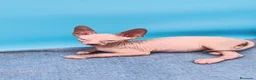 Sphynx gatos en venta: Precioso machito bicolor  - Anuncio 4