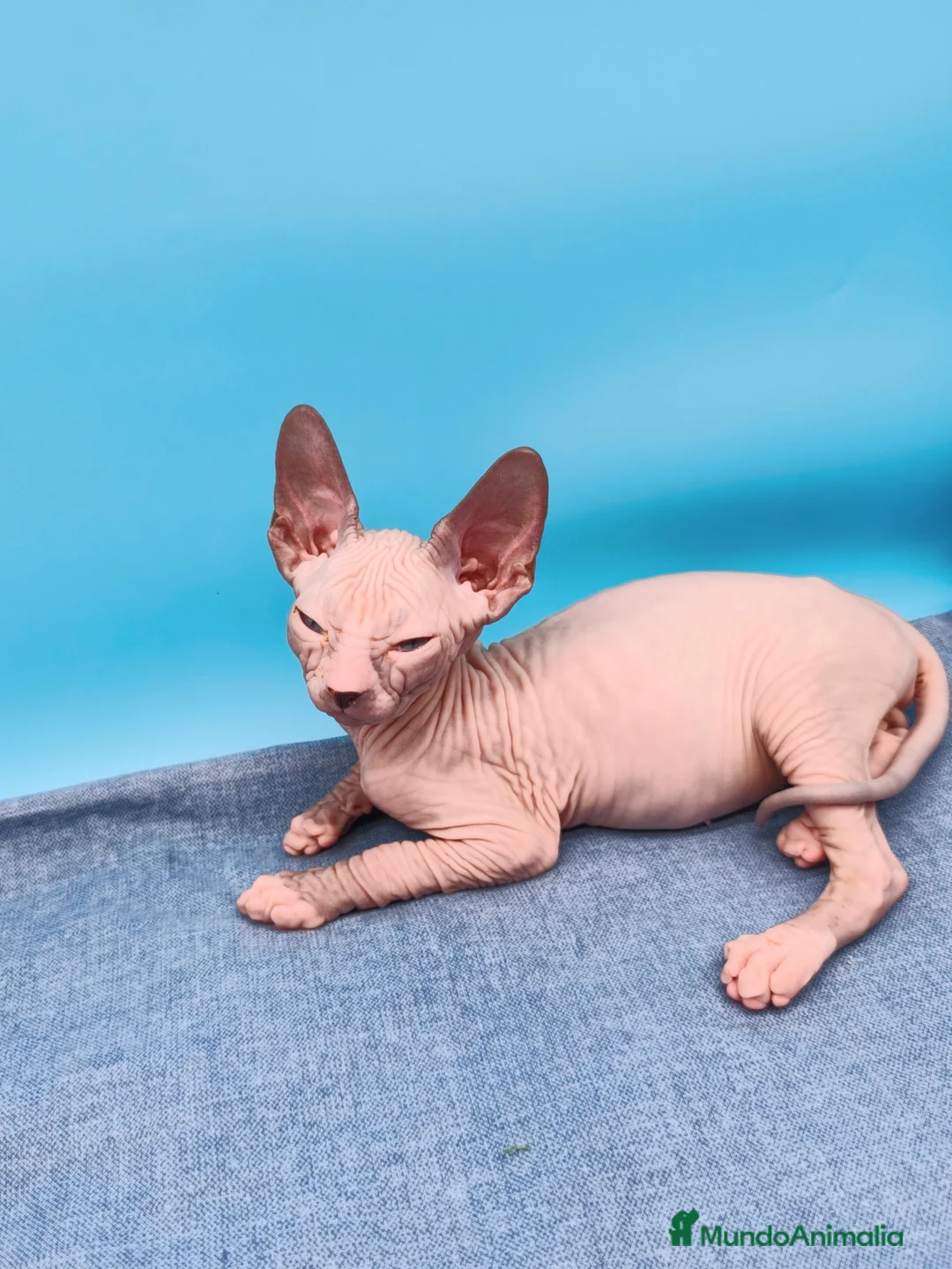 Sphynx gatos en venta: Precioso machito bicolor  - Anuncio 4