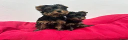 Yorkshire Terrier perros en venta: Yorkshire miniatura  - Anuncio 3