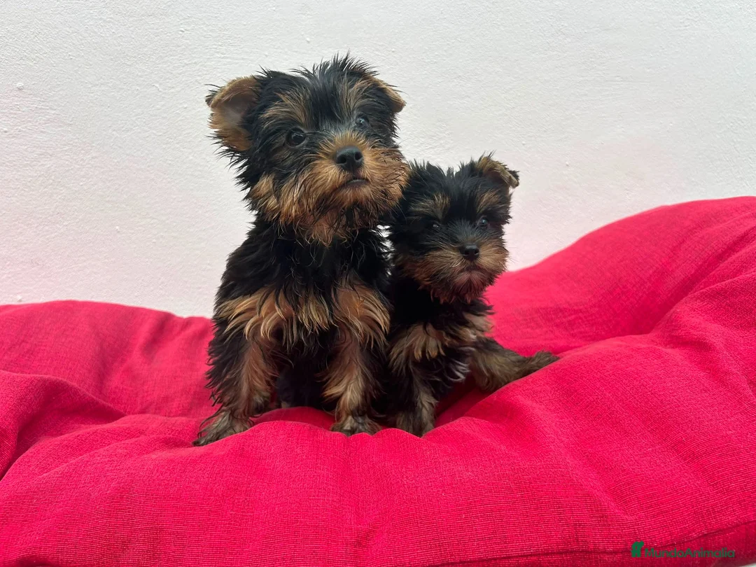 Yorkshire Terrier perros en venta: Yorkshire miniatura  - Anuncio 3