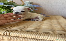 Chihuahua perros en venta: Chihuahua toy precioso cabeza manzana!! - Imagen 4