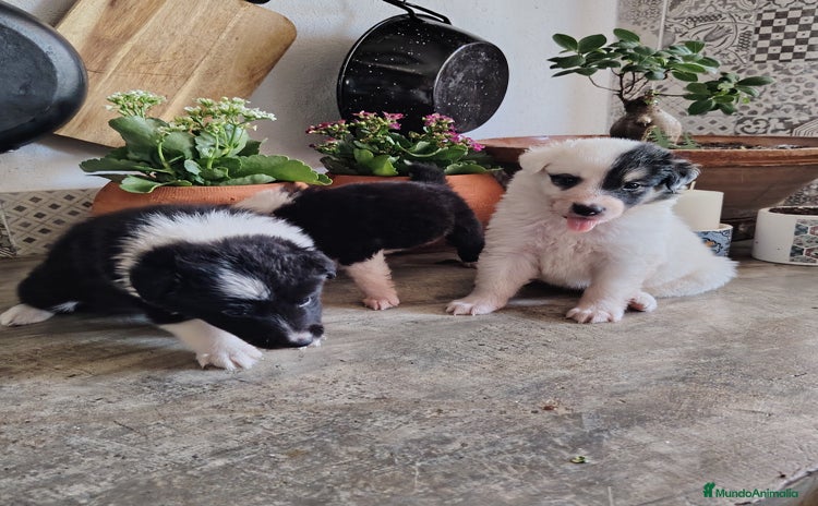 Border Collie perros - Anuncio 1