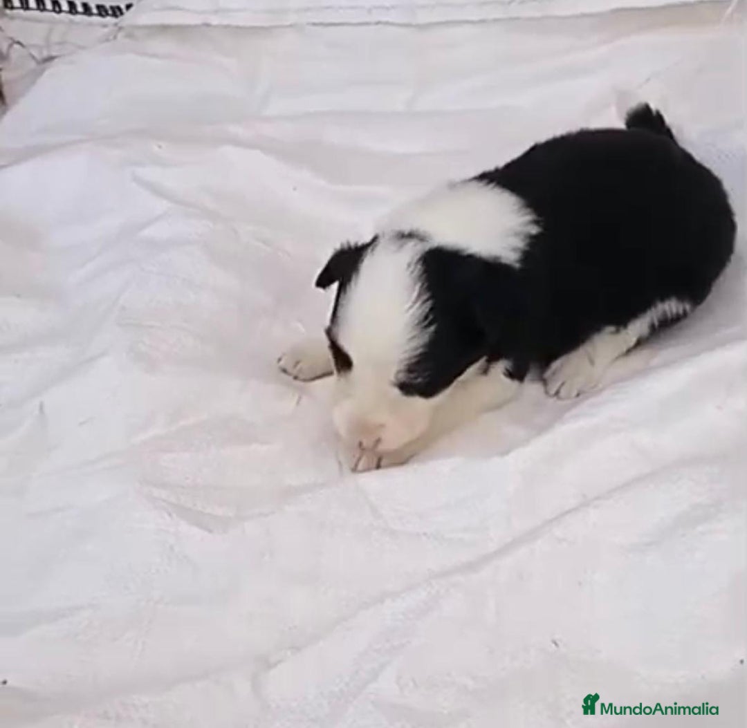 Border Collie perros en venta: Border collie  - Imagen 19