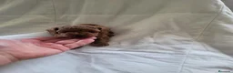 Raza Mixta perros en venta: Caniche - Anuncio 8