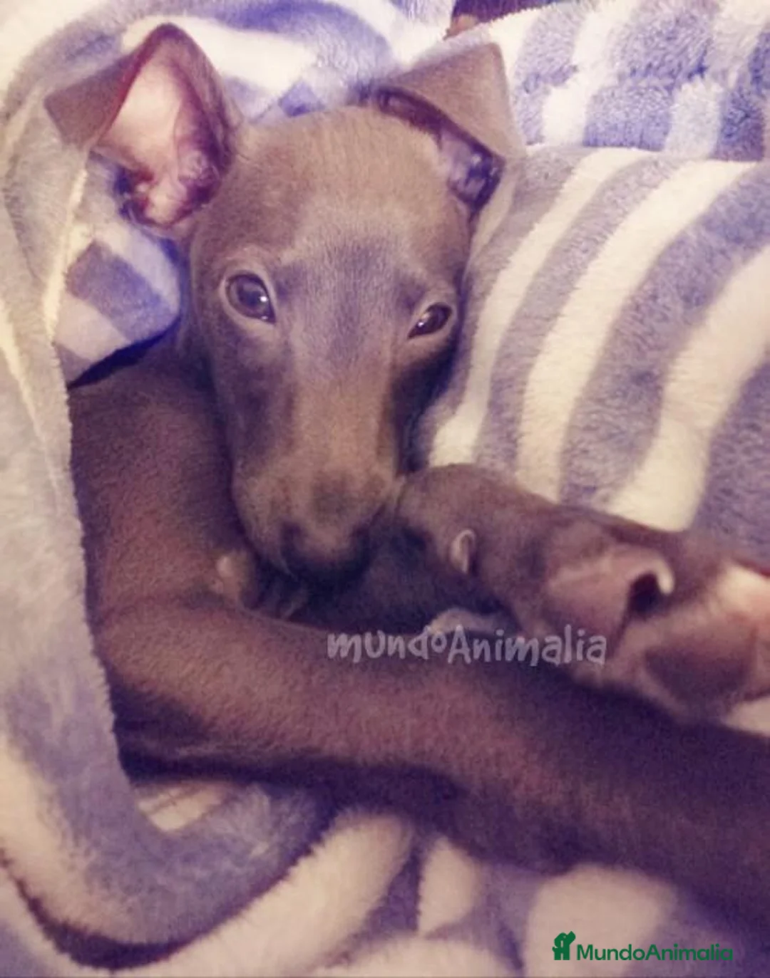 Imagen de galería {{count}}