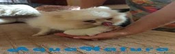 Pomerania perros en venta:  Pomerania Macho de Ranita AQUANATURA - Anuncio 6