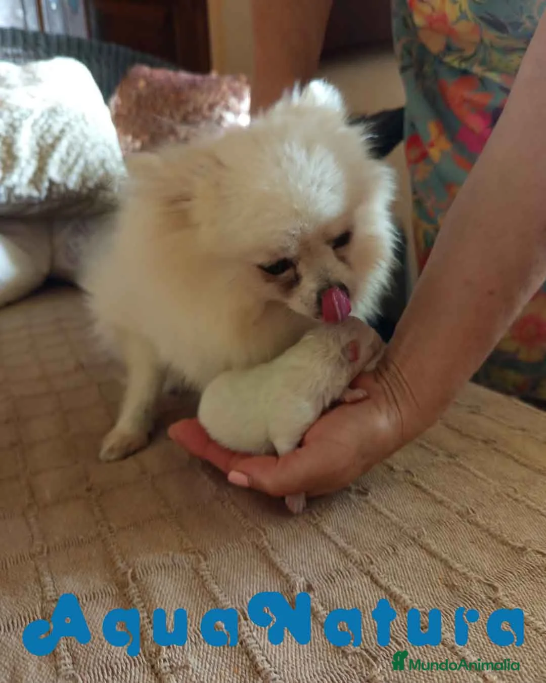 Pomerania perros en venta:  Pomerania Macho de Ranita AQUANATURA - Anuncio 6