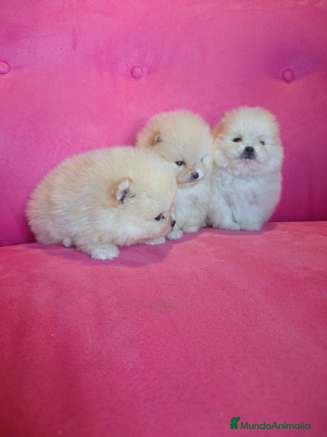Pomerania perros en venta: Pomerania TOY Crema de calidad - Anuncio 2