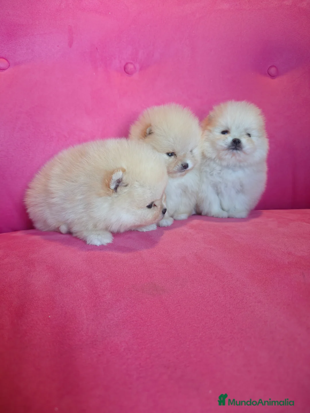 Pomerania perros en venta: Pomerania TOY Crema de calidad - Anuncio 2