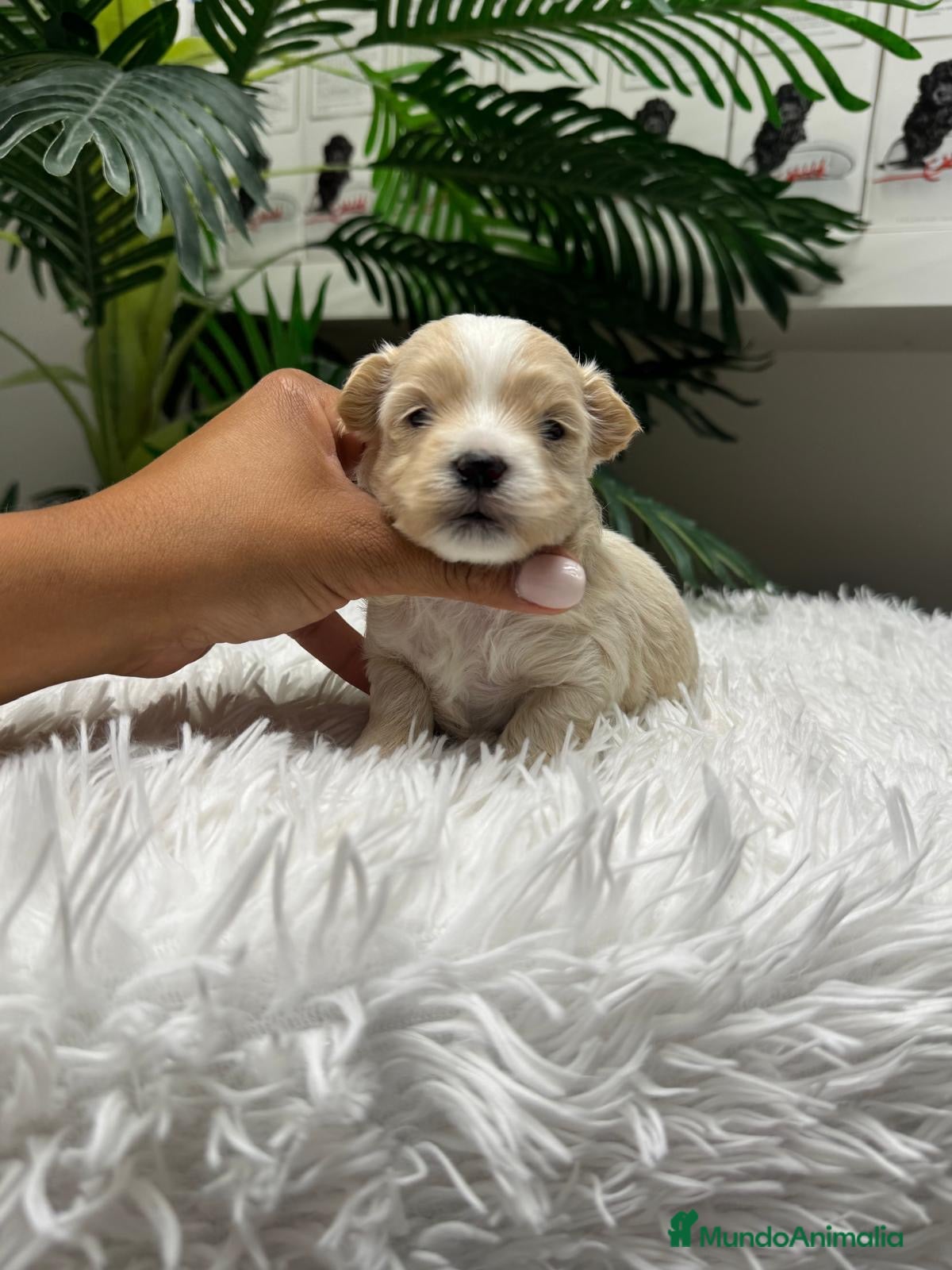 Maltipoo perros MALTIPOO - Anuncio 1