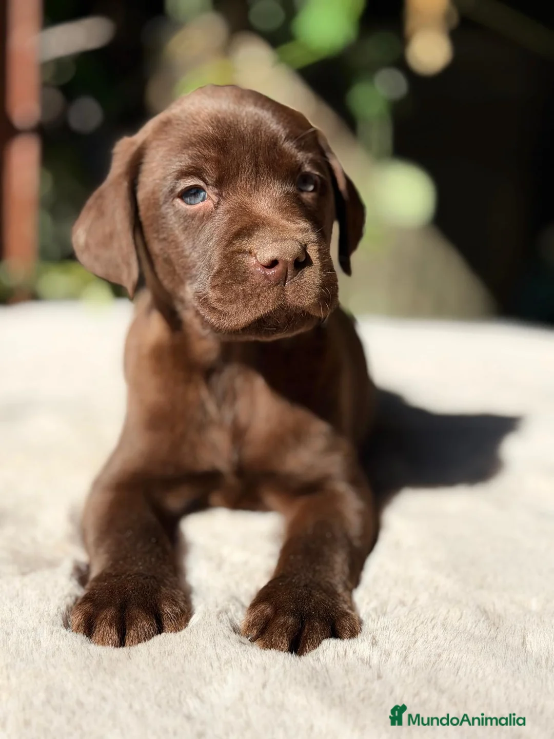 Labrador Retriever perros en venta: LABRADOR RETRIEVER CHOCOLATE  - Anuncio 9
